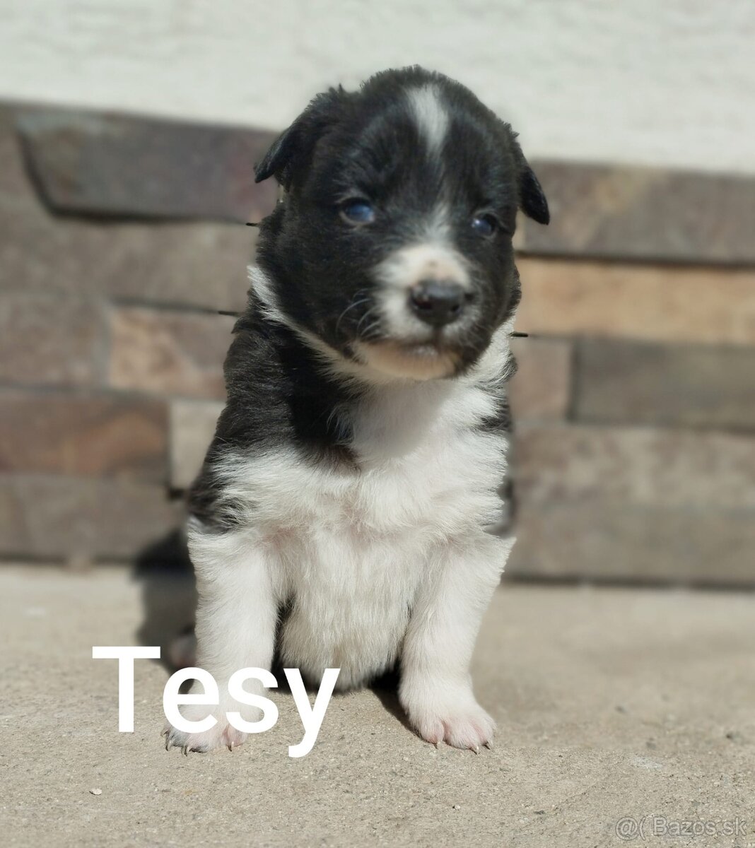 Border Kólia šteniatka - 6