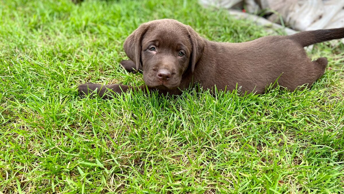 labrador šteniatka - 6
