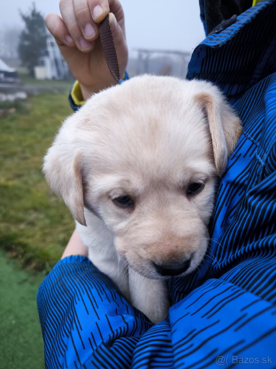 Labradorsky retriver - 6