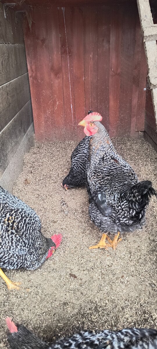 Predám kohútiky liahnute 07/2025 - 6