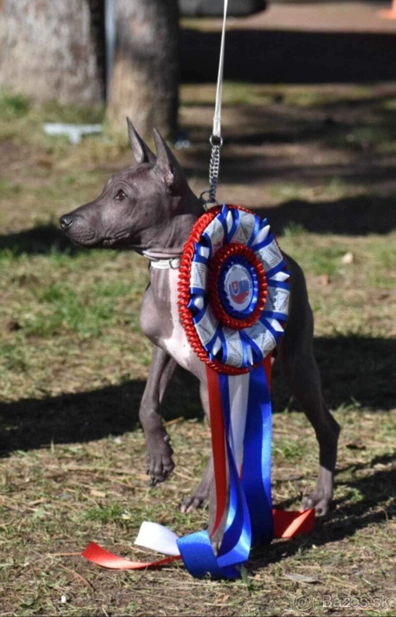 Americký bezsrstý teriér - 6