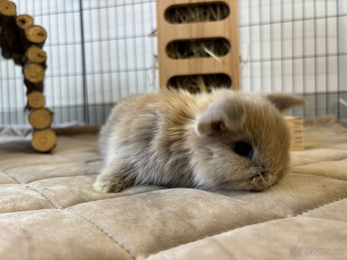 Ponúkame na predaj minilop zajačikov, králičkov, zajacov - 6