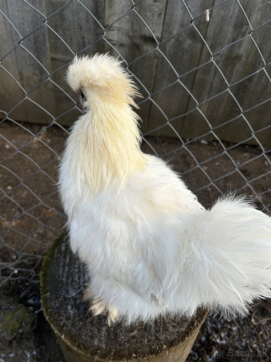 Hodvabničky (kohút) - Silkie - 6