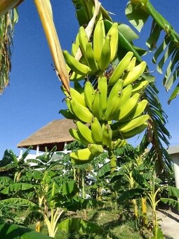 Nova residencni vila v tropech, 180 m2, Yucatan - 6