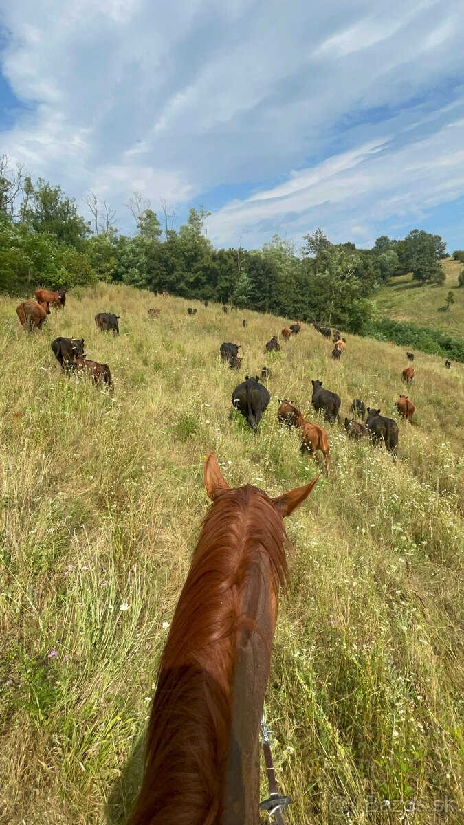 Ustajnenie koní - 6