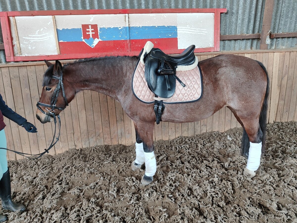 Šikovná drezurna welsh cob kobyla - 6
