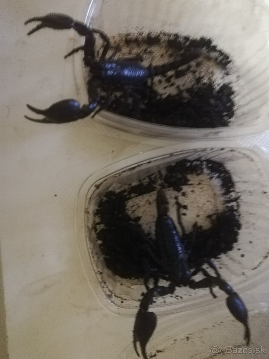 leguán , agama, chameleón , geókon - 6