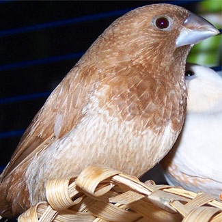 Predám drobotinu - 6