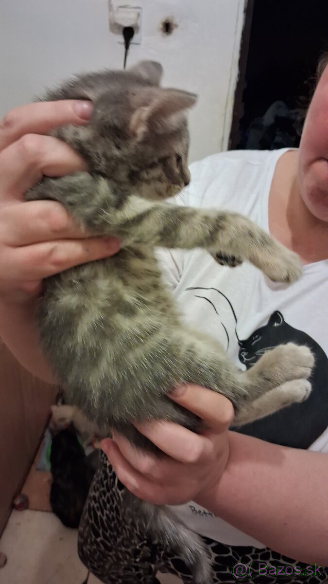 Darujem mačky a kocurikov - 6