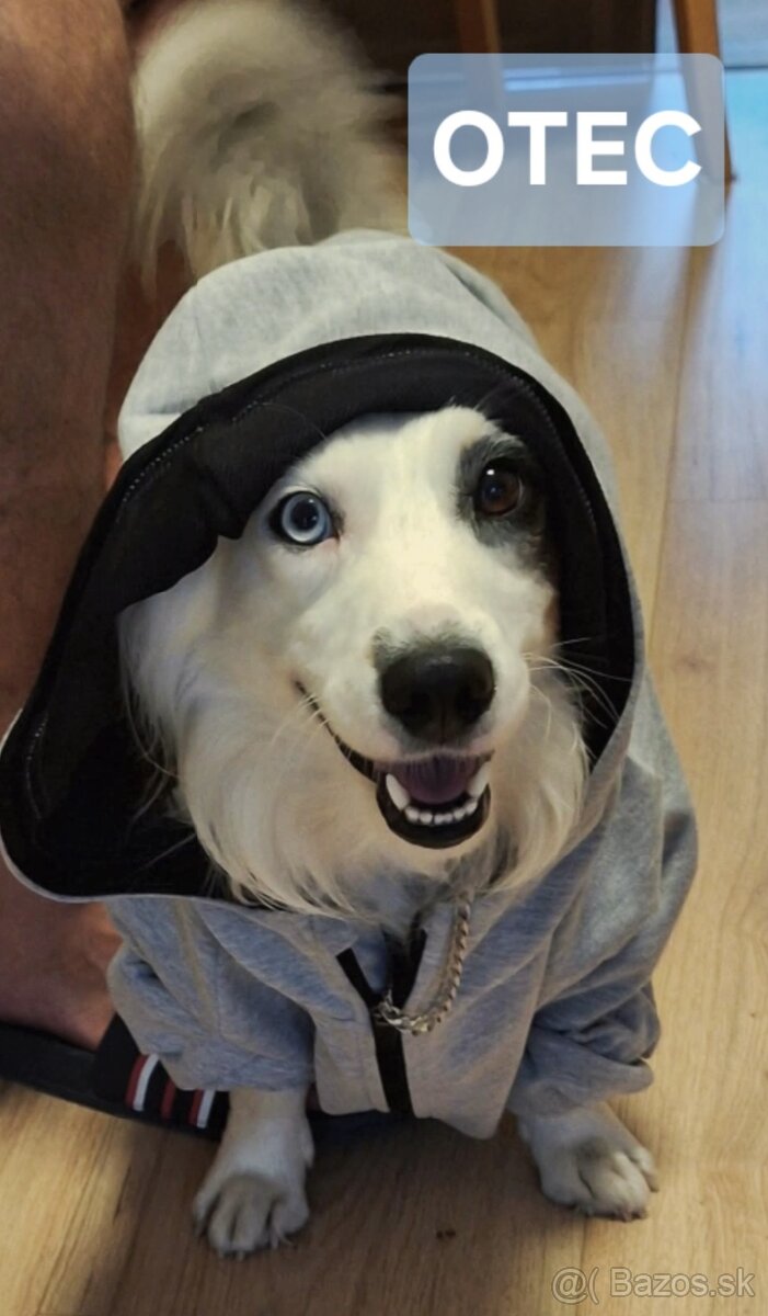 Šteniatko Border Kólia - 6