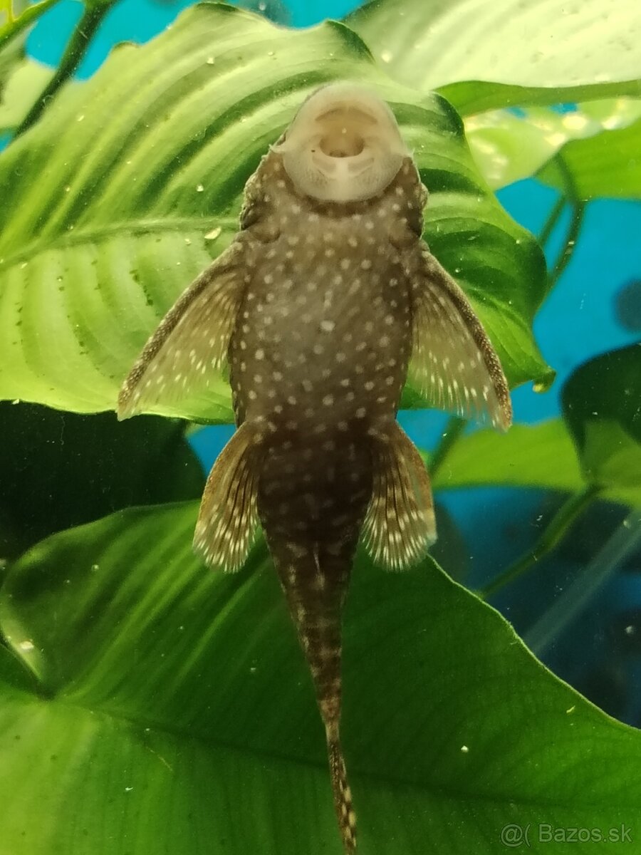 Vymenim alebo darujem - 6