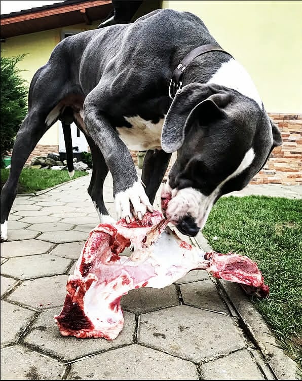 Cane Corso, Nemecka doga - 6