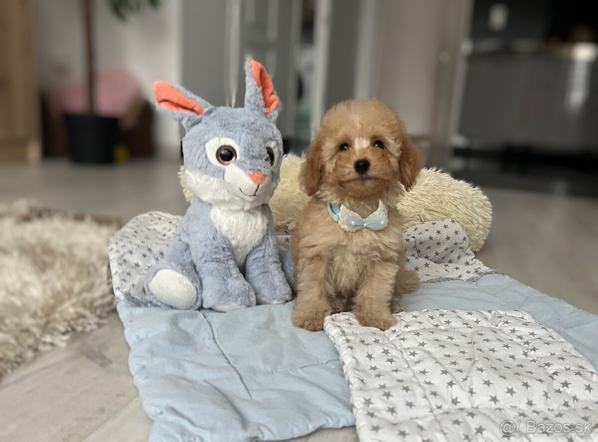 Toy pudlíčik, pudel - 6