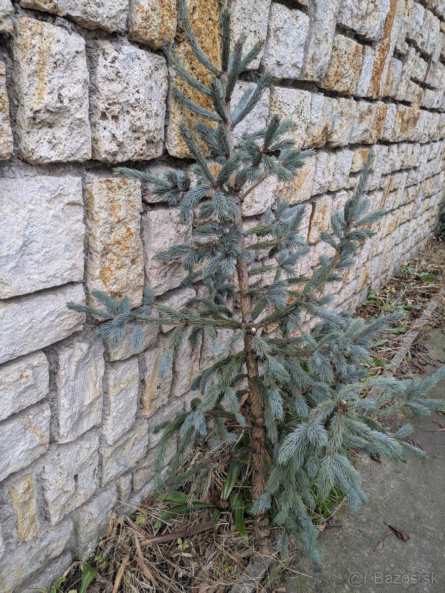 Živý vianočný stromček - 6