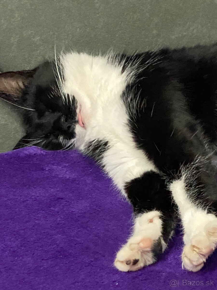Darujem mačičku - 6