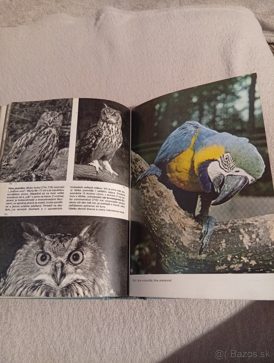 Veľký obrazový atlas vtákov - 6