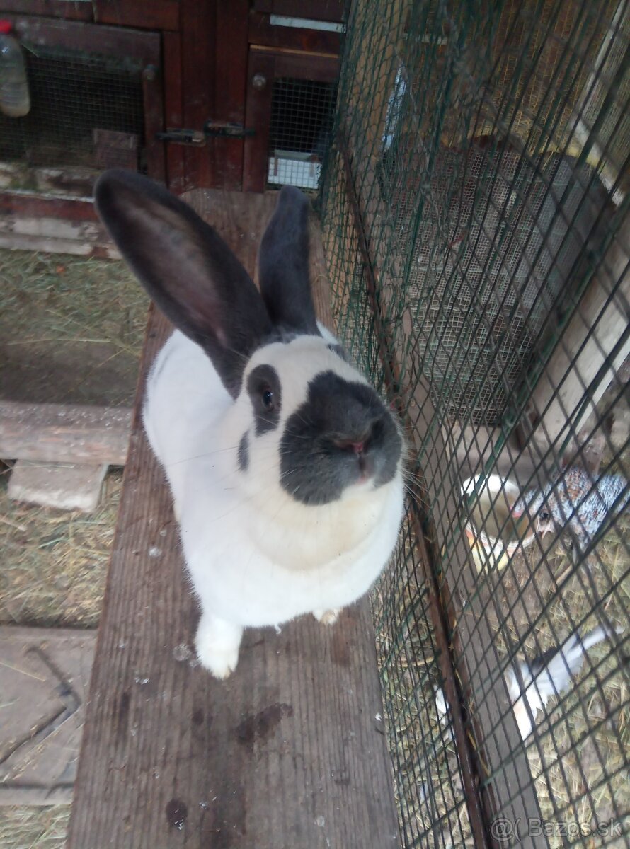 Nemecký obrovitý strakáč - 6