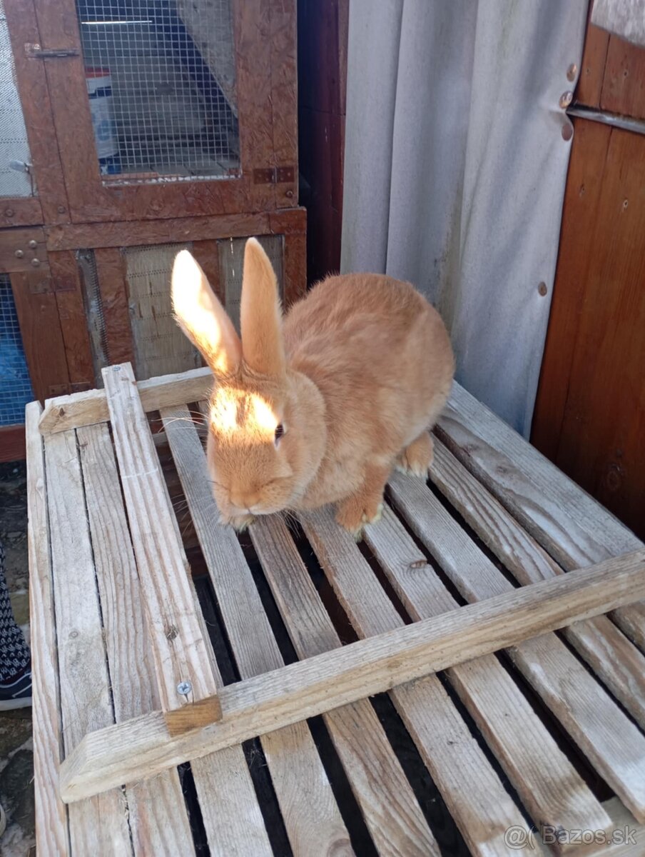 Burgunsky -Maklembursky - 6