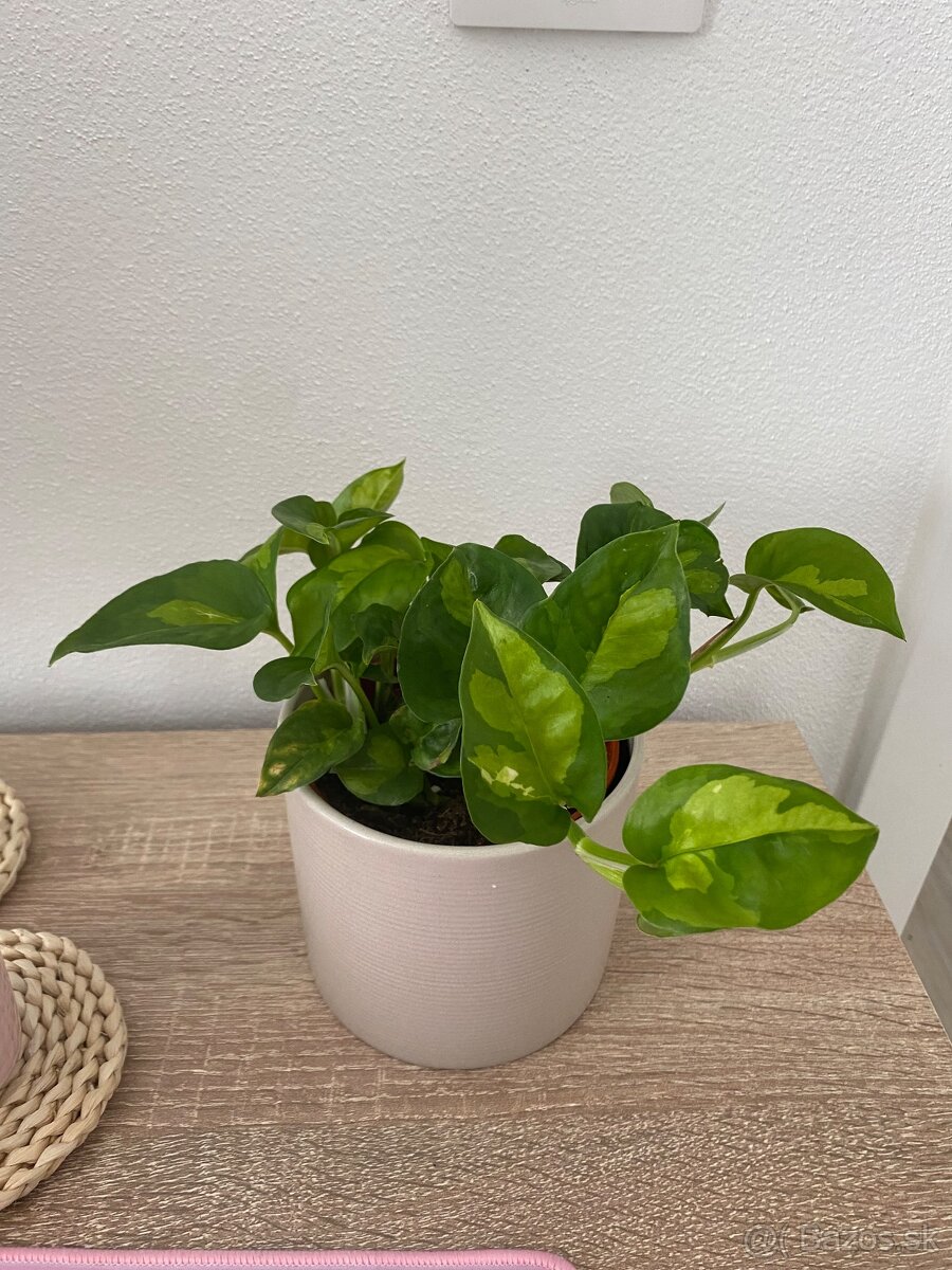 Izbová rastlina - 6