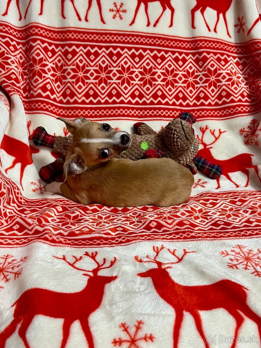 Šteniatko psík čivavy - 6