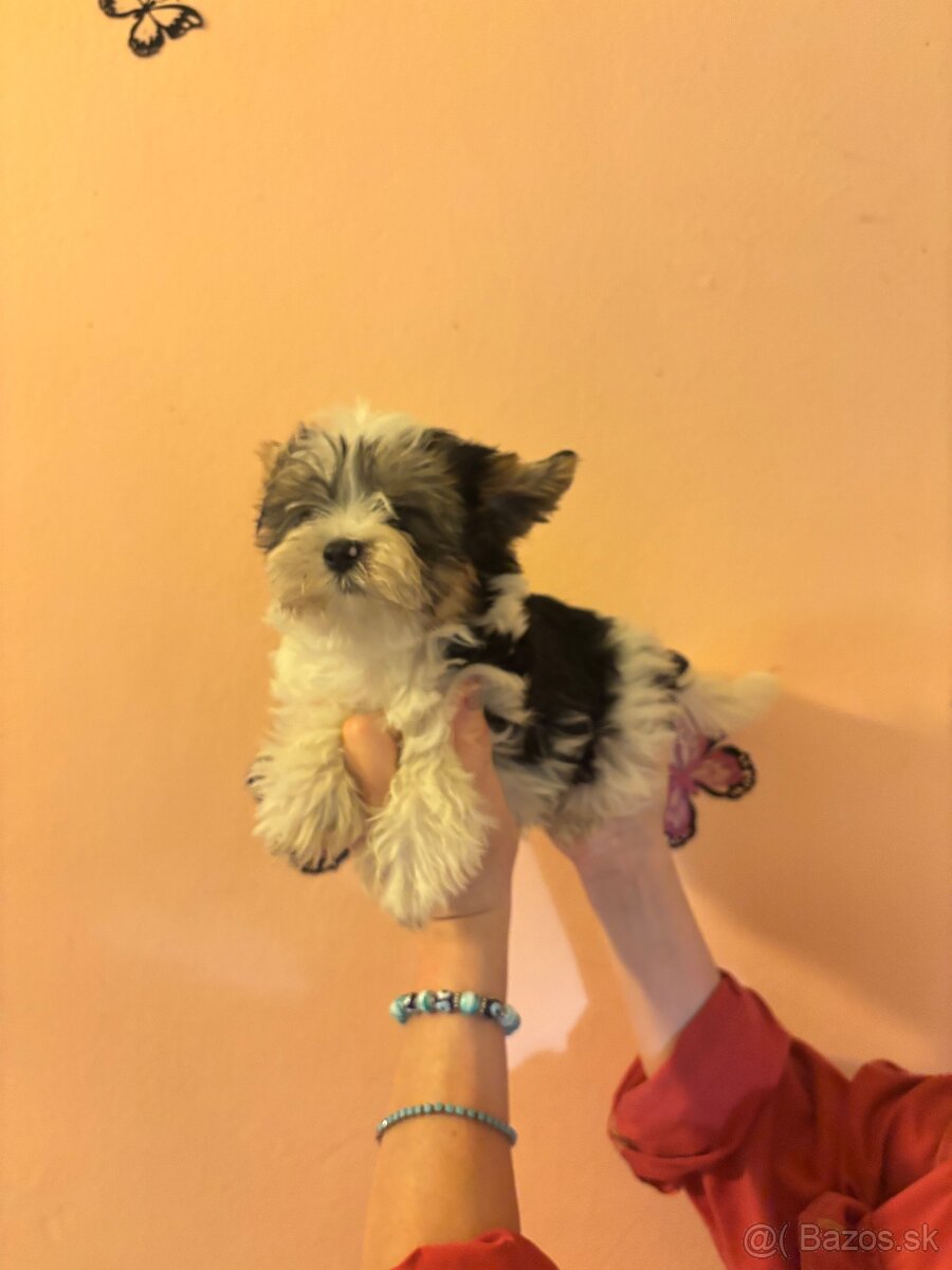 Yorkshirsky terier, yorkshirsky terier mini, biewer - 6