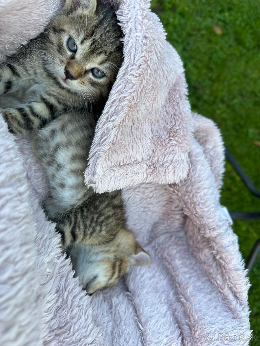 Hľadáme milujúci domov 🐱🩷 - 6