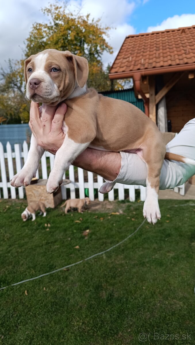 American Bully XL - 6