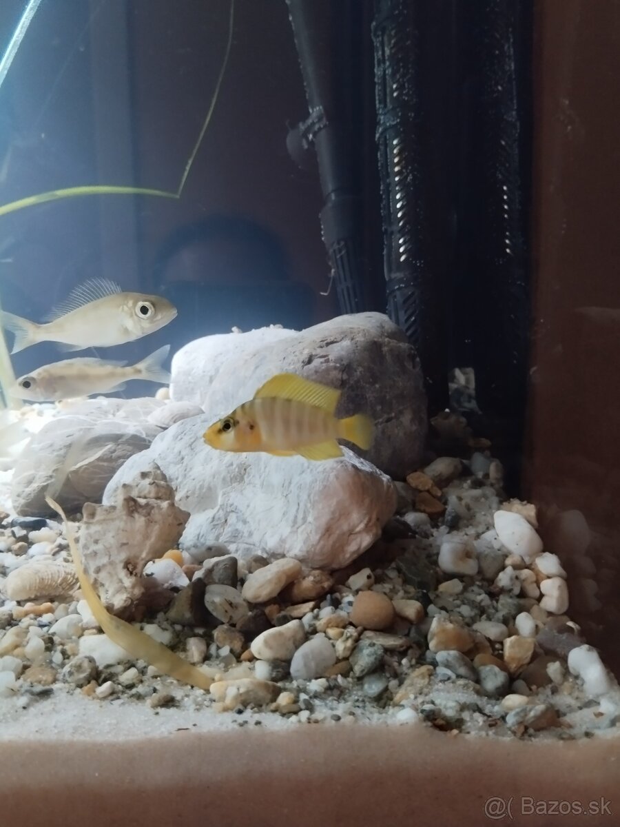 cichlida africká - 6