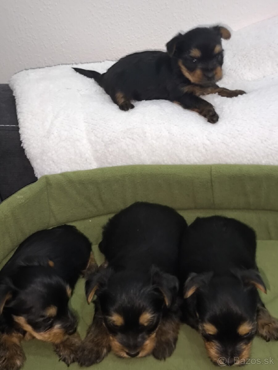 Mini Yorkshire terrier - 6