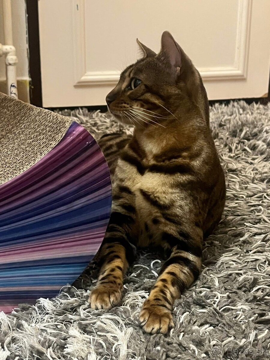 Bengalska macka - 6