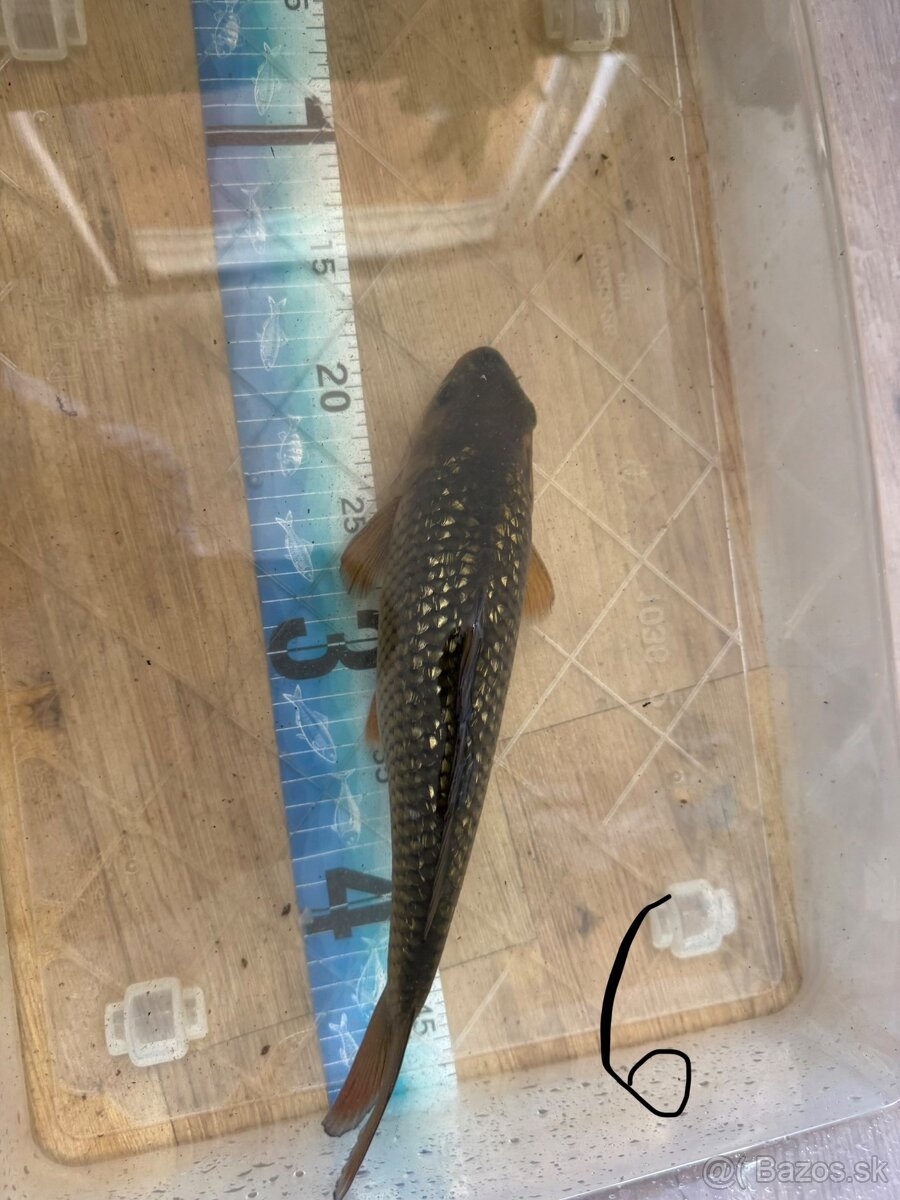 Koi kapre - 6