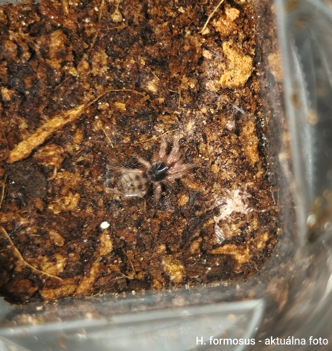 Vtáčkare, tarantuly, pavúky - 6