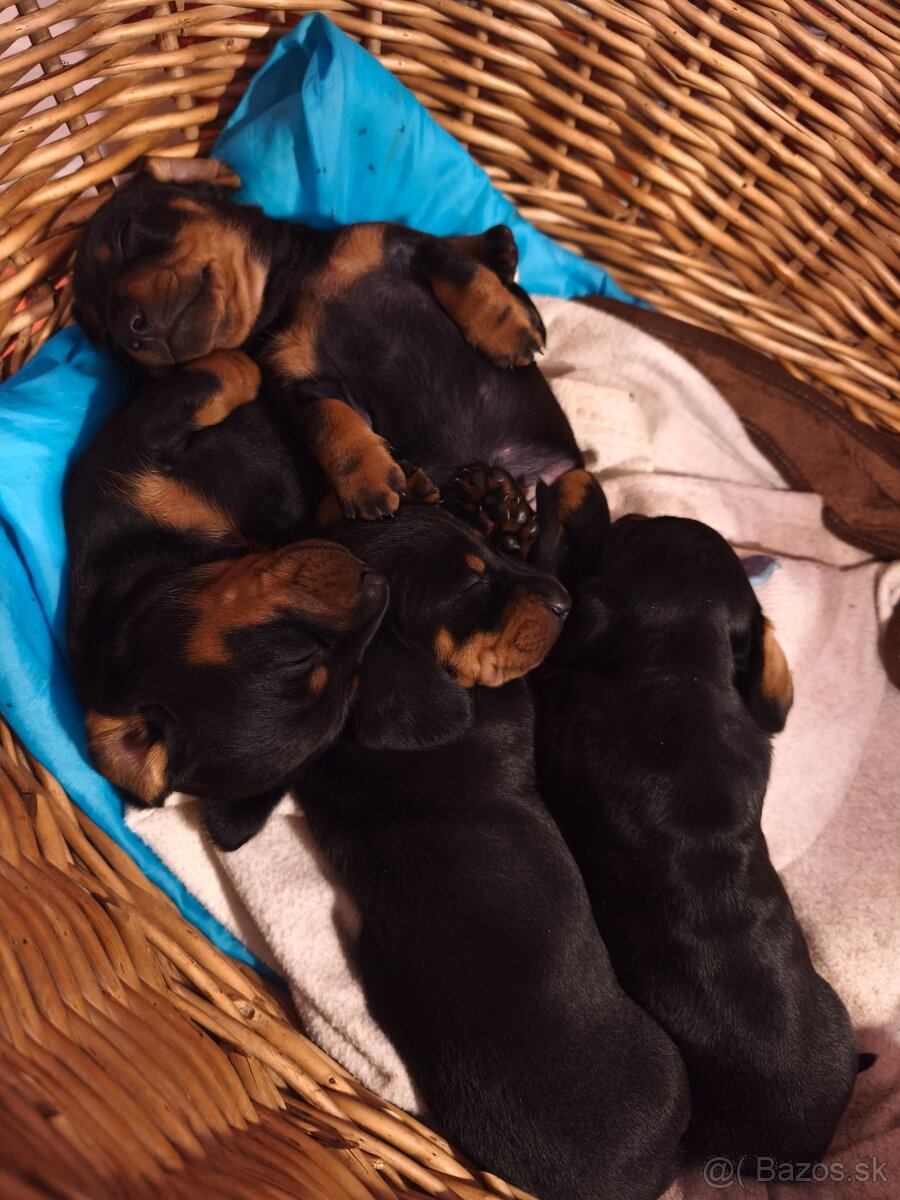 Trpasliči jazvečík - 6