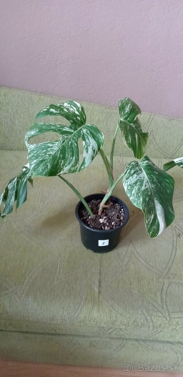 Monstera variegata - 6
