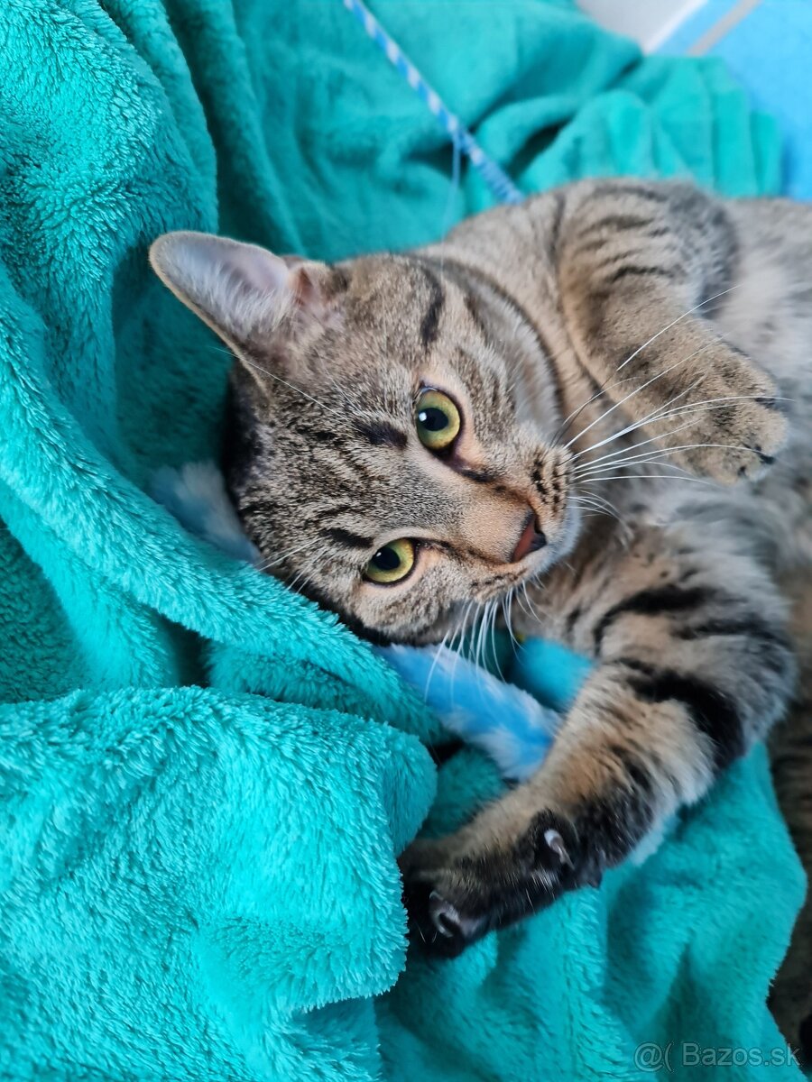 Malý tigrík RUDY hľadá domov - 6