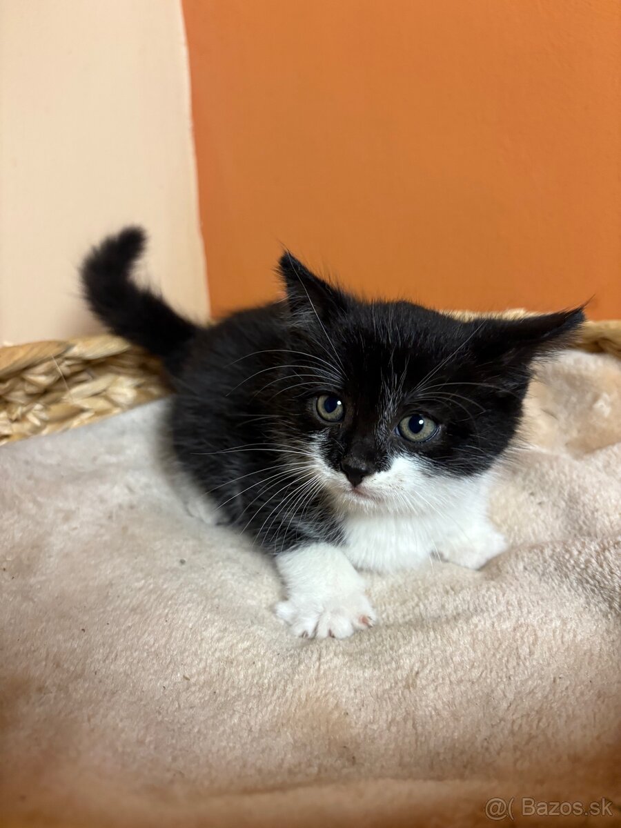 Roztomilé mačiatka hľadajú domov – zdarma - 6