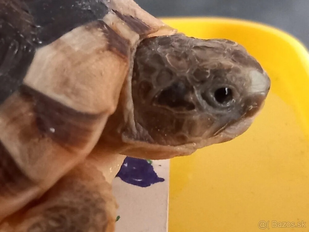 Predam malé suchozemske korytnačky testudo marginata - 6