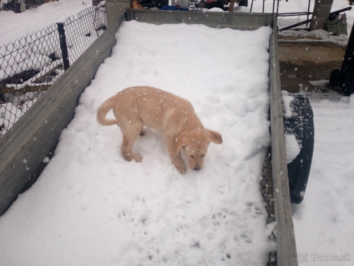 Labrador retriever - 6