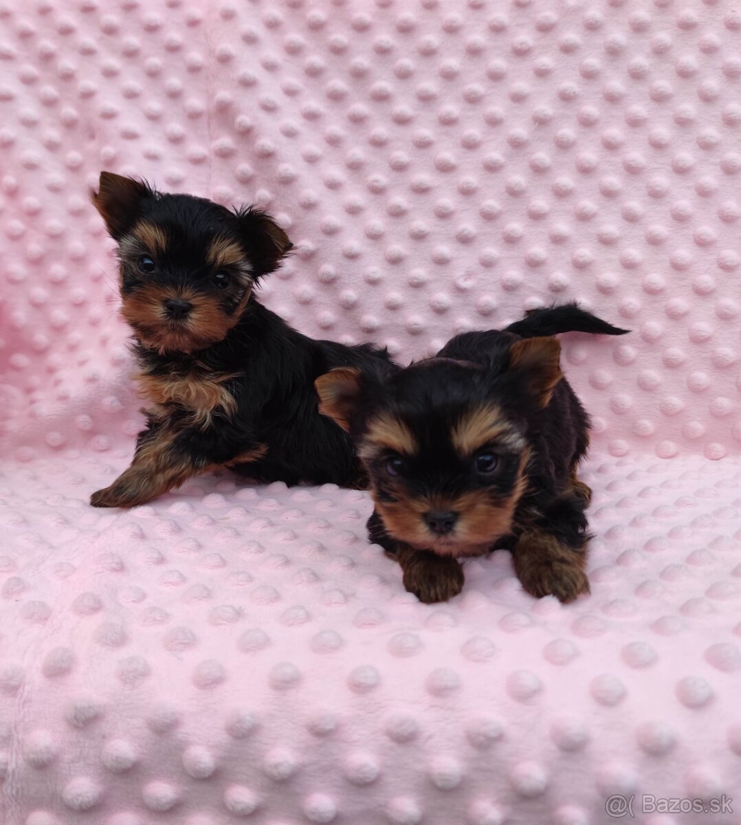 Yorkshire terrier - 6