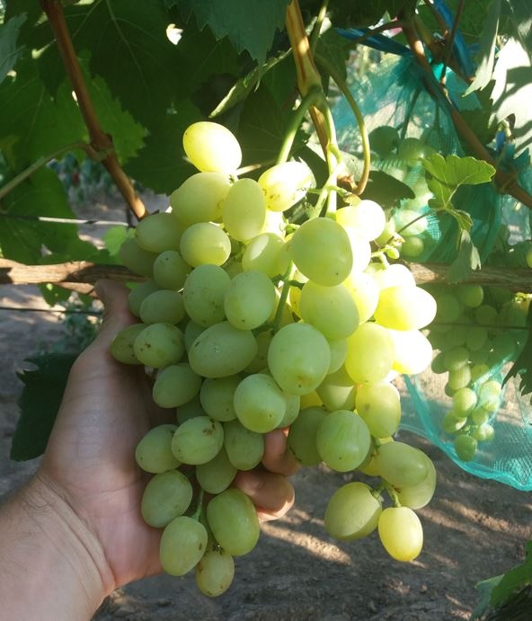 Predam sadenice vinica - 6