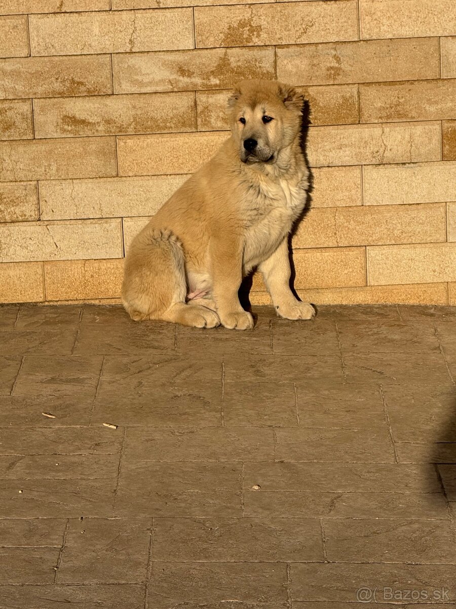 Stredoázijský ovčiak SAO - 6