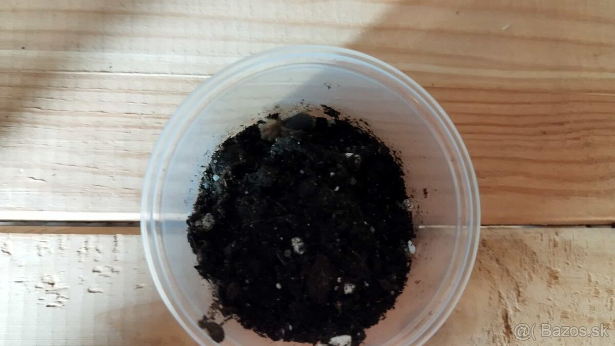 🕷️ Predam vtackarov - 6