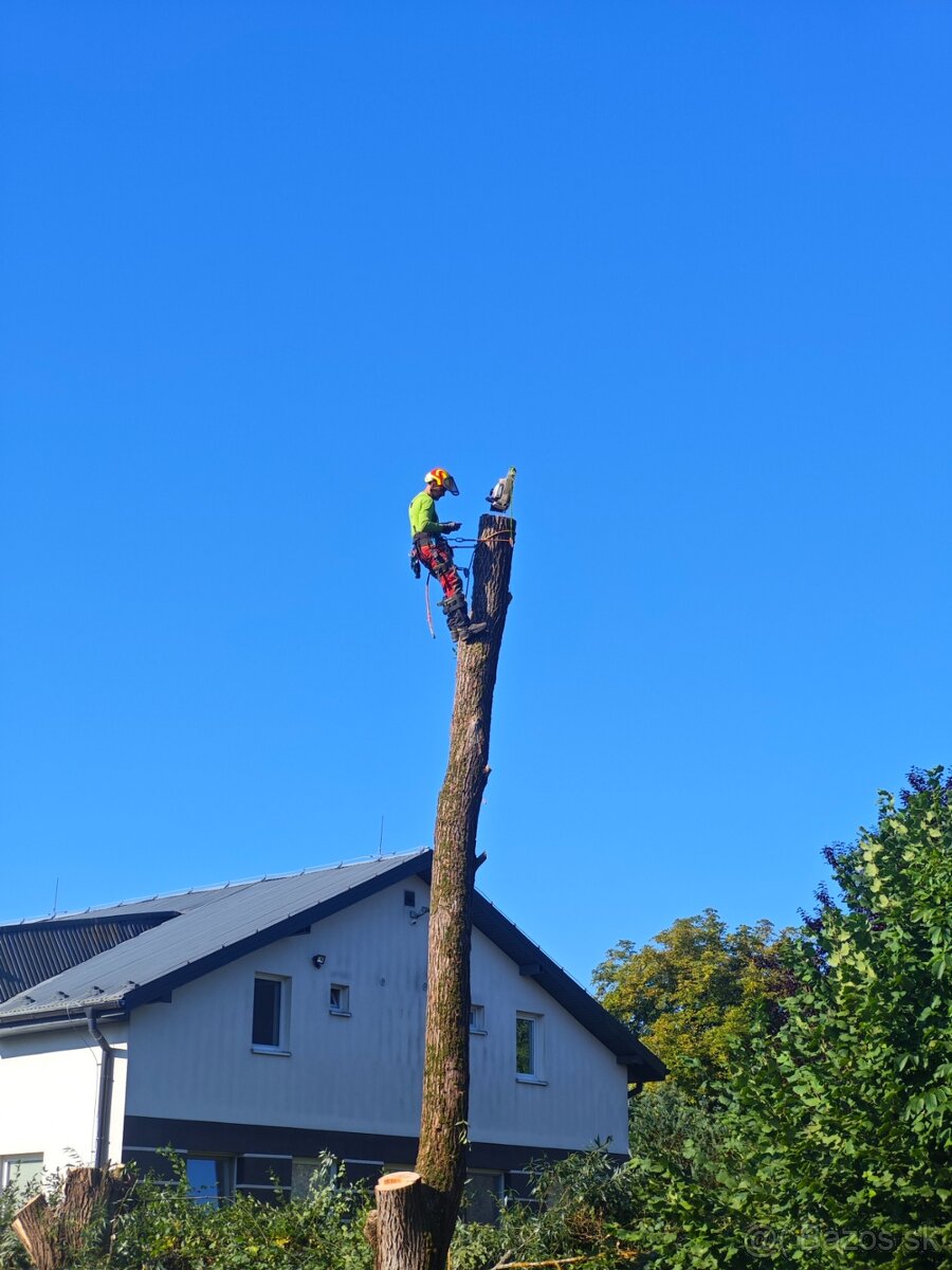 Výrub a rez stromov EastArbor - 6