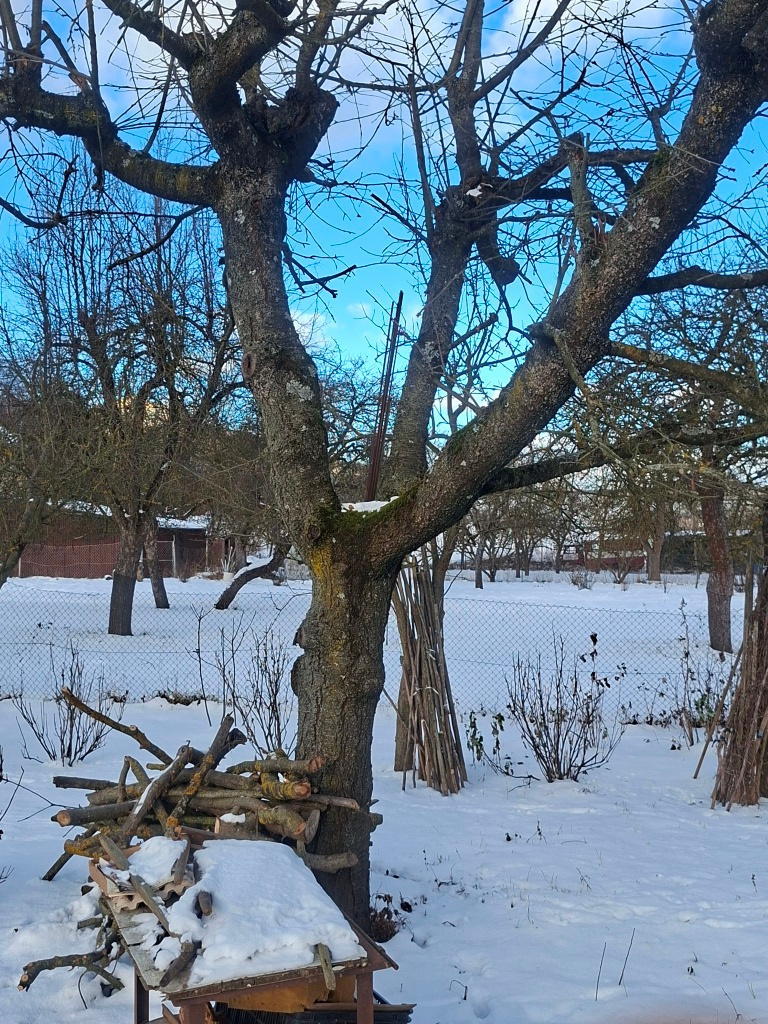 Čerešňové drevo - 6