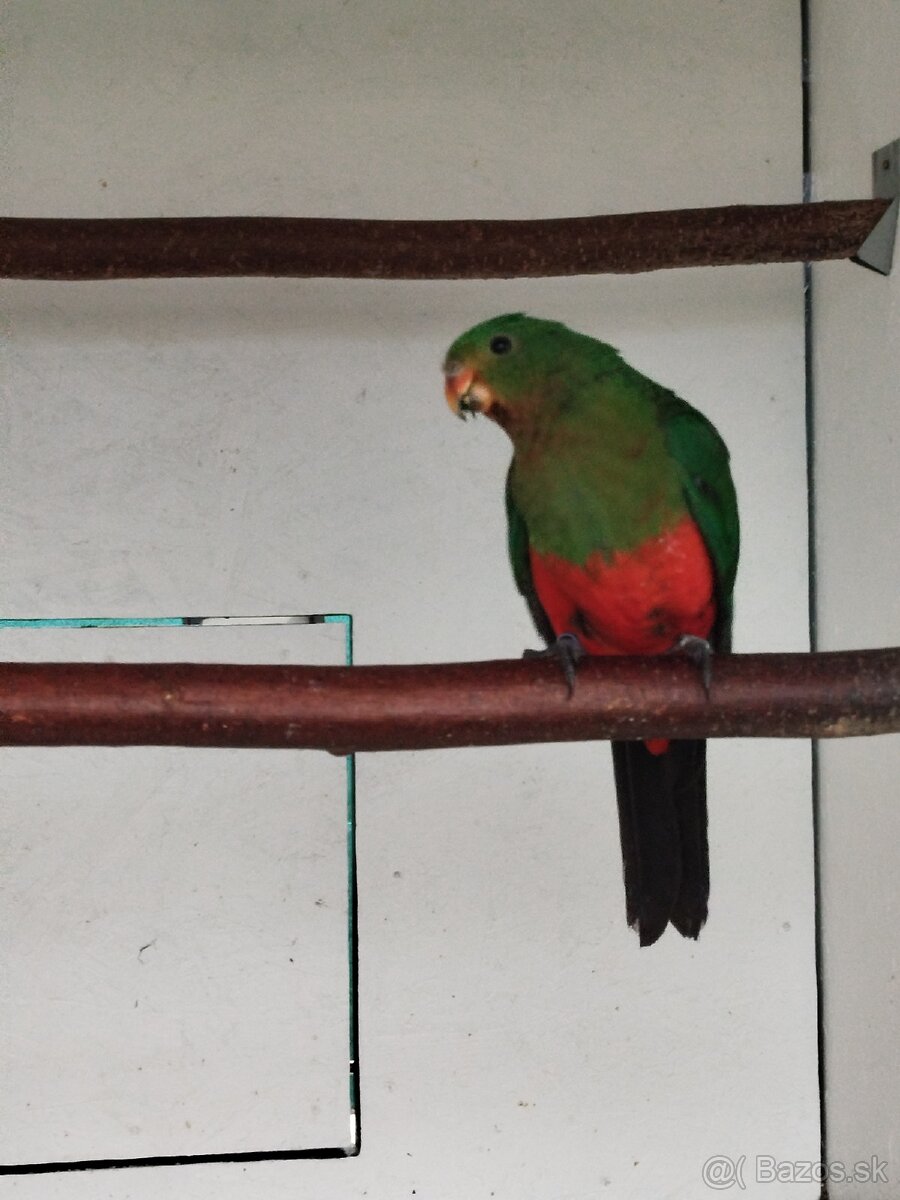 Papagáj kráľovský - 6