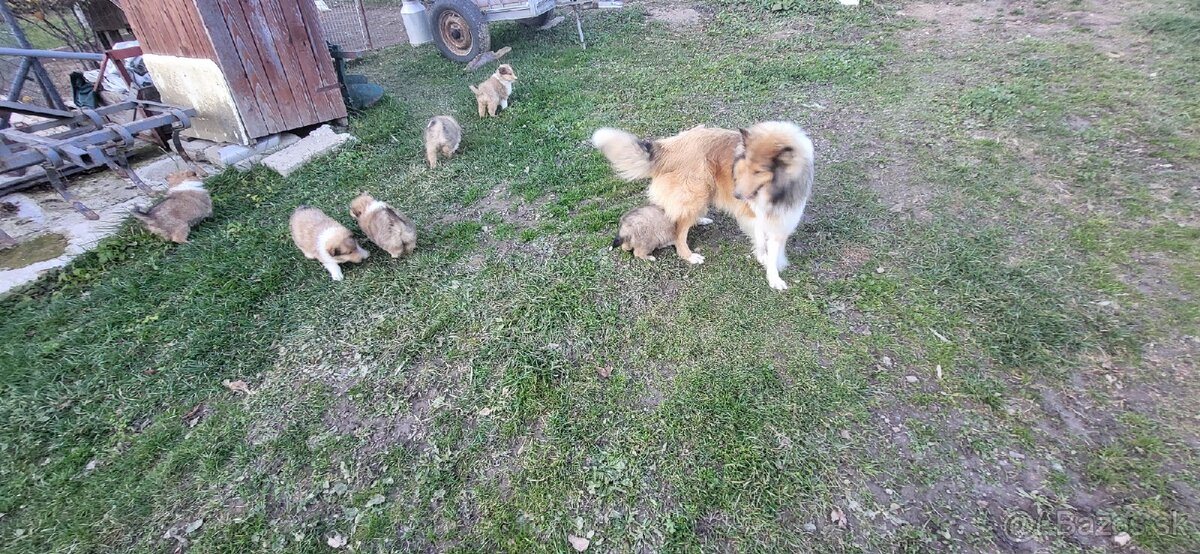 Kólia dlhosrstá - 6