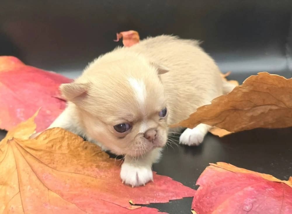 Šteniatka čivavy a jazvečíka s rodokmeňom na adopciu - 6