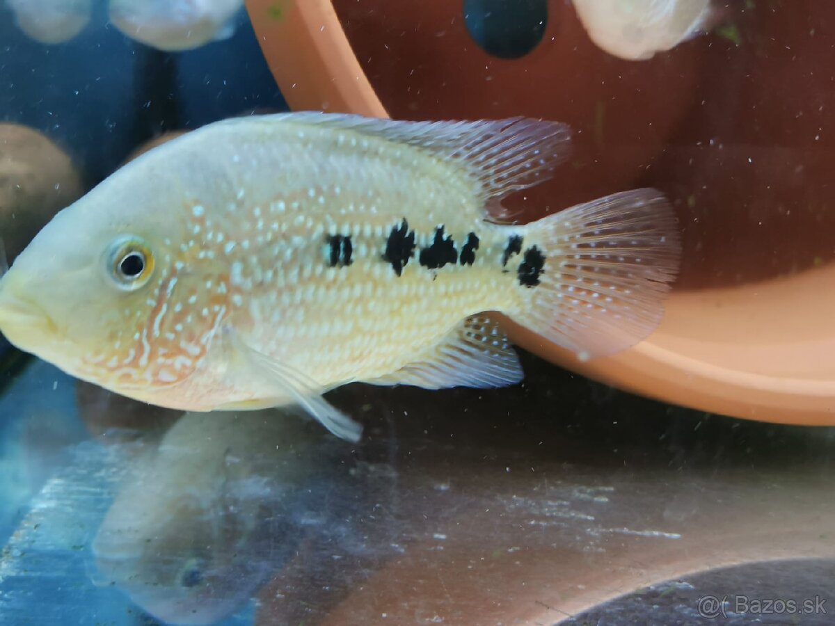 Super Red Texas 🔥 - 6