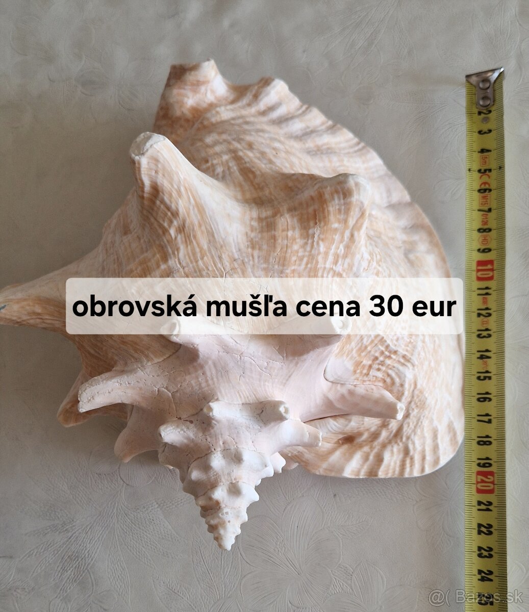 Mušle, obrovská mušľa - 6