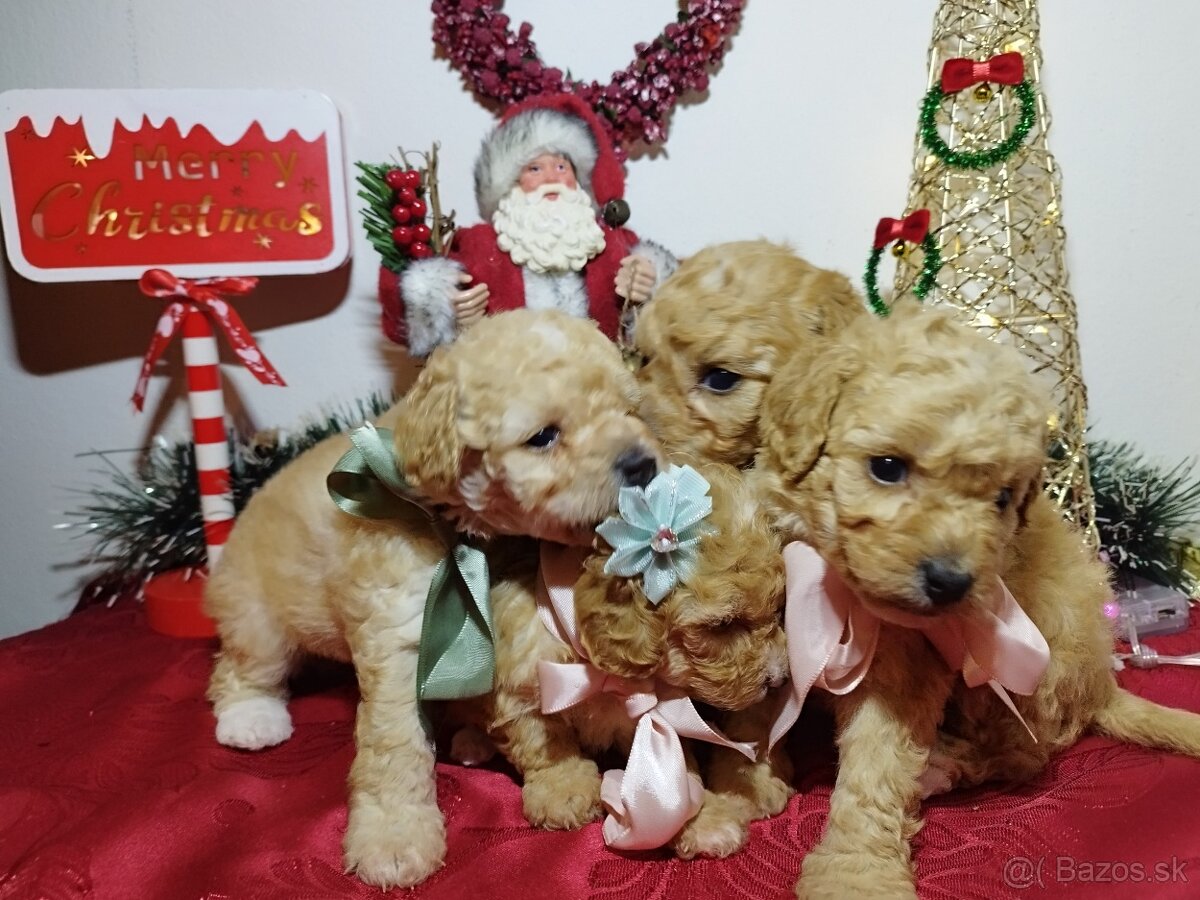 Toy Pudel - Apricot - 6